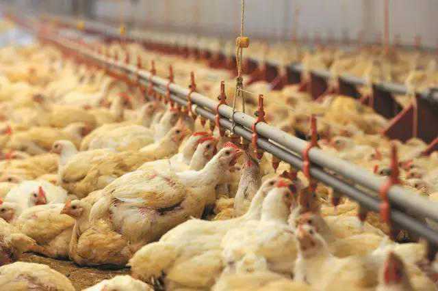 禽类饲料中添加甜菜碱可以节约胆碱和蛋氨酸